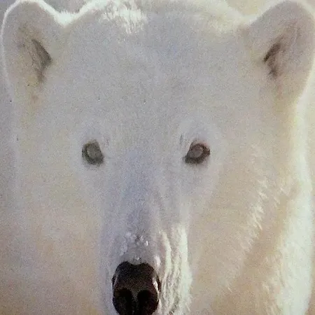 L'ours Qui Reve Bed & Breakfast Bourg-Saint-Maurice